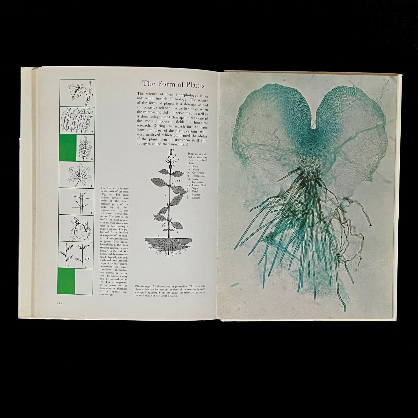 Secrets of the Microscope